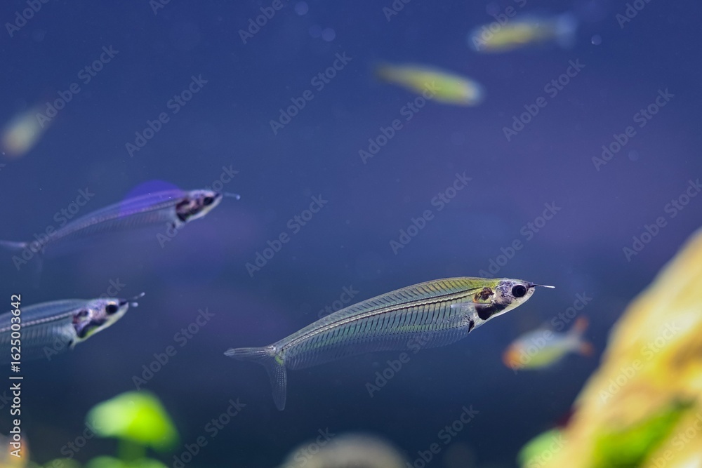 Naklejka premium Kryptopterus vitreolus, ornamental transparent catfish, Amano style aquascape, commercial planted aquadesign beginner friendly pet, LED low light, shallow dof, explore and research professional care