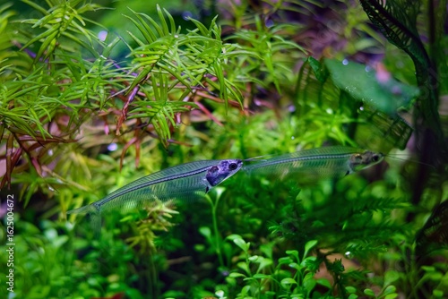 Kryptopterus vitreolus transparent fluorescent catfish, commercial planted Dutch style aquascape, beginner friendly pet, LED light, lifestyle aquadesign, professional care, shallow dof background