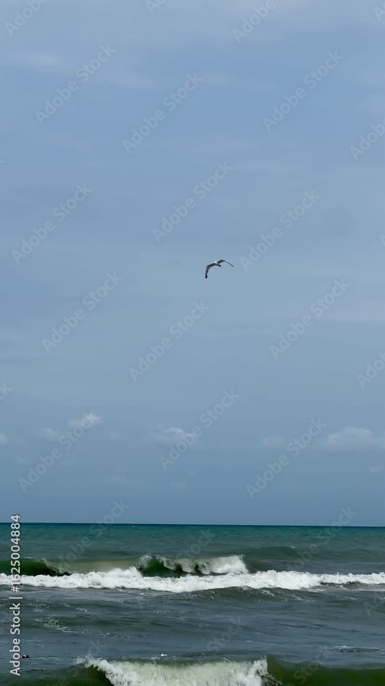seagull on the beach seagull on the beach