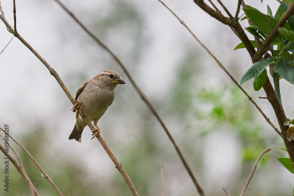 Fototapeta premium Moineau domestique femelle posé sur une branche 