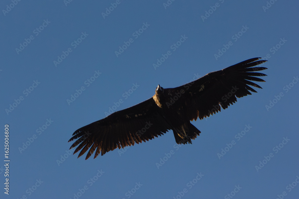 Naklejka premium Vautour moine en vol dans le ciel bleu des Baronnies provençales dans la Drôme