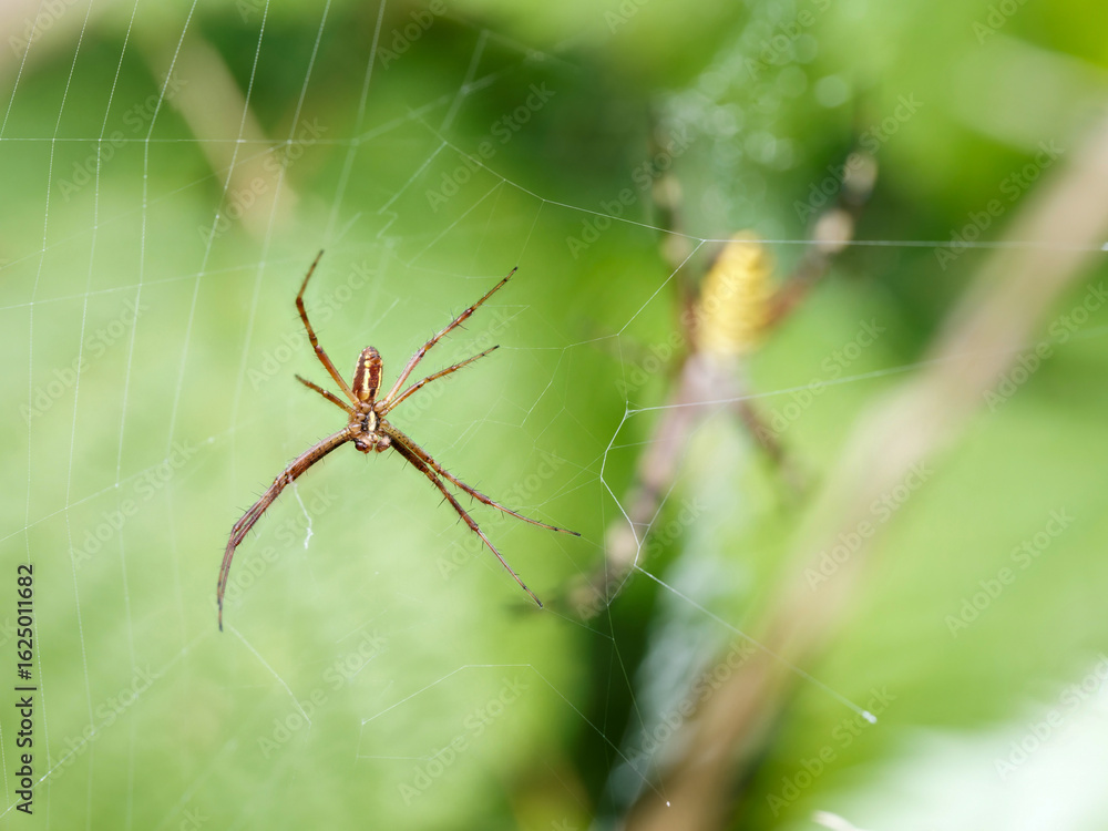 Couple d’Argiopes frelon (Argiope bruennichi) sur une toile orbiculaire dans les herbes hautes Couple d’Argiopes frelon (Argiope bruennichi) sur une toile orbiculaire dans les herbes hautes