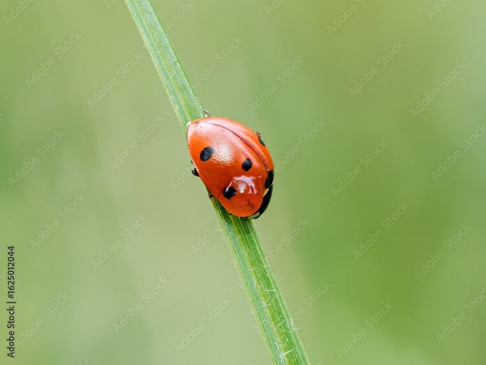 Fototapeta premium Coccinella septempunctata, coccinelle à sept points grimpant sur une tige verte en prairie, macrophotographie de profil en lumière naturelle