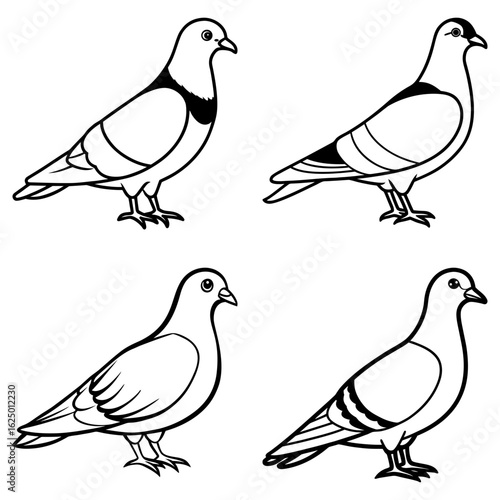 Four line art pigeons in various poses standing with detailed feather and wing outlines on a white background