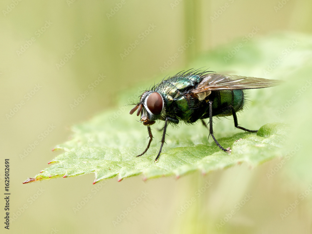 Obraz premium Lucilia spec. – Mouche verte métallique (famille Calliphoridae) posée sur une feuille