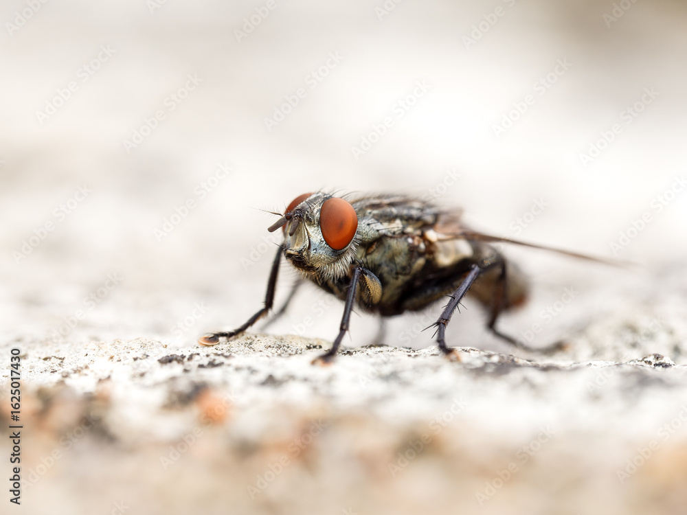 Mouche grise de la viande (Sarcophaga spec.) posée sur une pierre claire, vue macro latérale Mouche grise de la viande (Sarcophaga spec.) posée sur une pierre claire, vue macro latérale