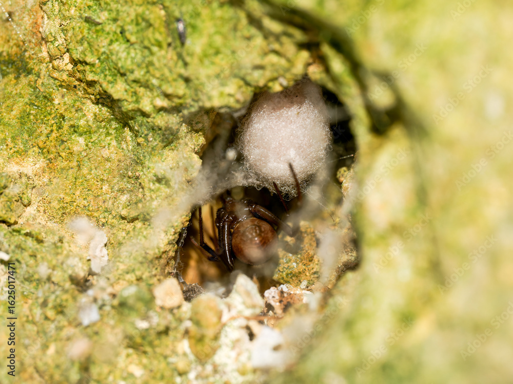 Obraz premium Steatoda grossa (fausse veuve noire) dans sa cachette avec cocon de soie, photographie macro naturaliste