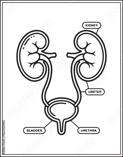 Human anatomy urinary system vector outline illustration for medical educational coloring book design kids and adults