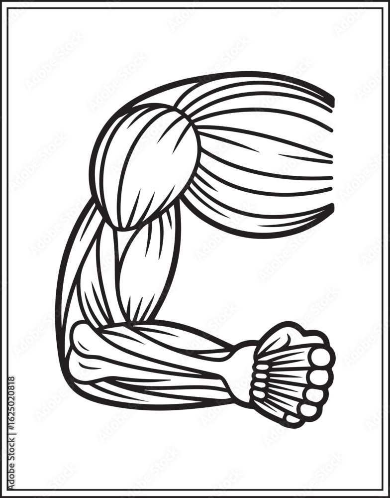 Fototapeta premium Human anatomy biceps vector outline illustration for medical educational coloring book design kids and adults