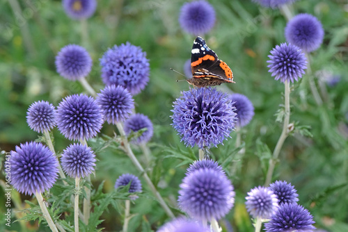 A Red Admiral butterfly sat on Echinops ritro, Globe thistle ‘Veitch's Blue’ in flower.