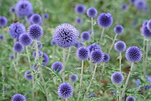 Echinops ritro, Globe thistle ‘Veitch's Blue’ in flower.