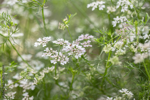 Detail shot of coriander blossoms (Coriandrum sativum).