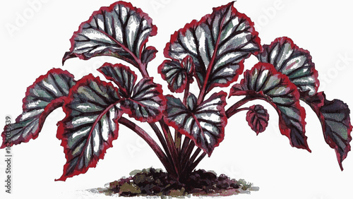 Sapphire Shadows Begonia Beautiful leafy tree isolated watercolor vector illustration svg