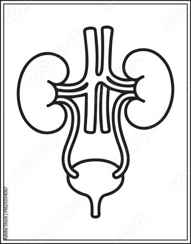Human anatomy urinary system vector outline illustration for medical educational coloring book design kids and adults