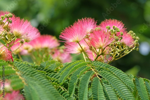 Pink and white bottlebrush, Albizia julibrissin, the Persian silk tree, pink silk tree, or mimosa tree in flower.