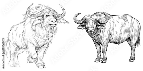 A large wild animal, the buffalo, is depicted in a black and white image, suitable for a coloring book for kids, featuring a modern drawing
