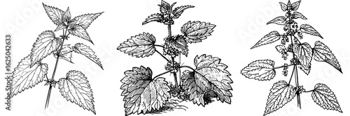 Black and white illustration of a nettle plant depicted in a modern isolated sketch