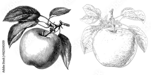 The modern line art drawing of an apple accompanied by leaves embodies a minimalist and contemporary aesthetic, suitable for various applications including wall art, printed materials, social media,