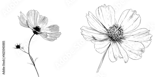 A modern line art illustration of a cosmos flower set against a white background