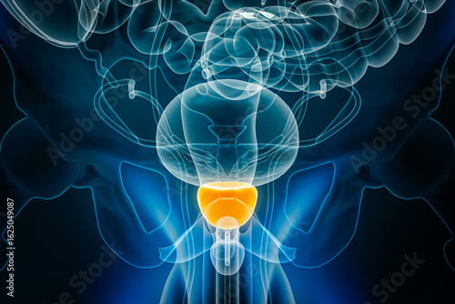 Photos X-ray anterior or front view of the prostate 3D rendering illustration with male body contours