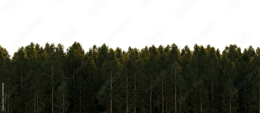 Fototapeta premium Pine forest on transparent background. 3D rendering