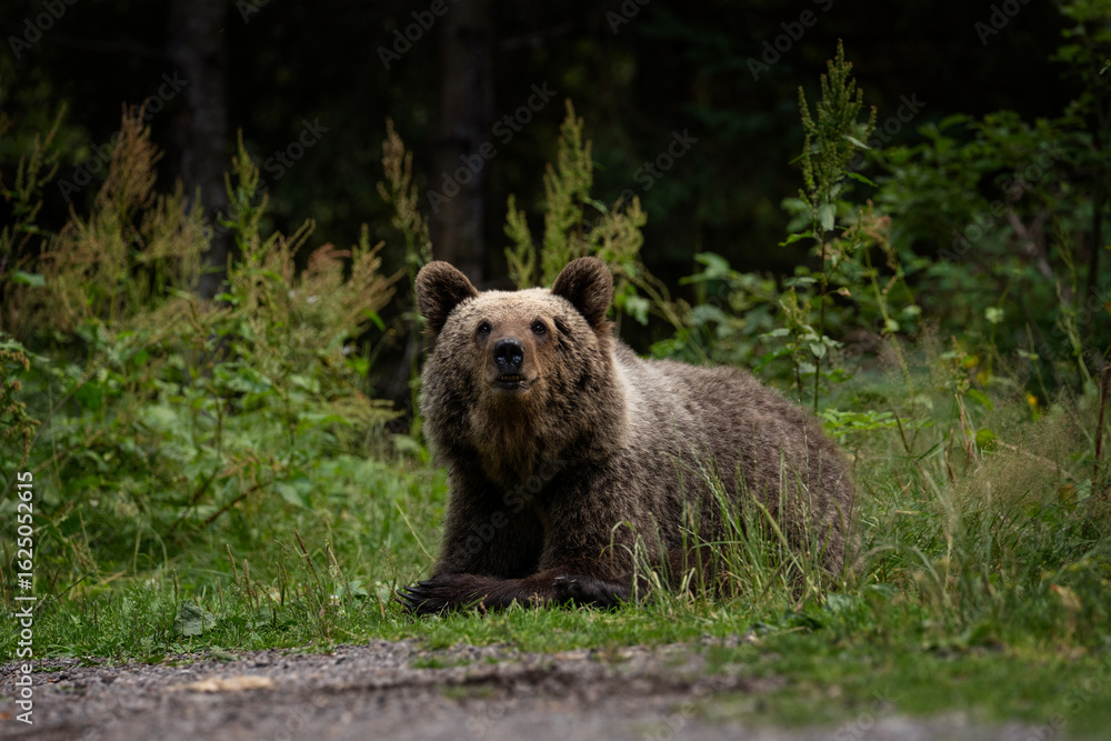 Naklejka premium A brown bear in Romania in summer. The bear is looking for food near the edge of the forest. Huge bears in the Transylvania area.