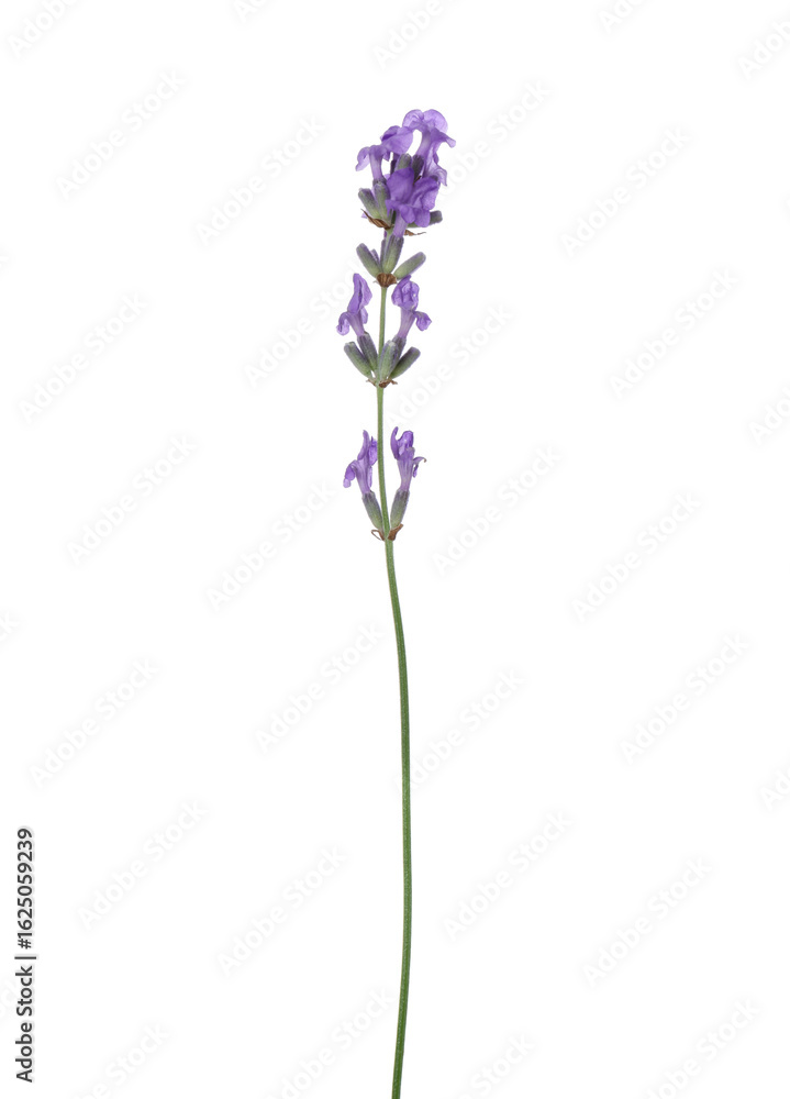 Obraz premium Beautiful aromatic lavender flower isolated on white