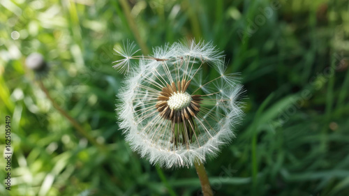 Blooming dandelion on a nature background