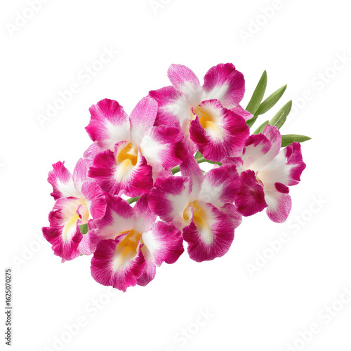 Vibrant Pink and White Orchid Blooms Arranged Beautifully on Isolated Background for Nature and Floral Enthusiasts