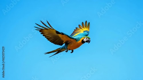 Bright colored parrot flying in clear blue sky with open wings


