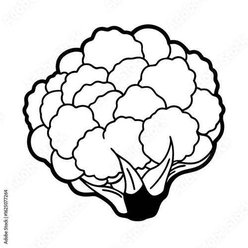Illustration of a cauliflower with florets and leaves in a black and white outline style drawing vector