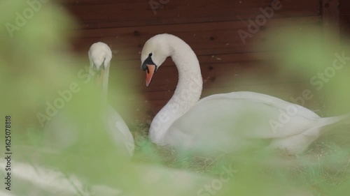 Two swans are laying on the ground, one on the left and one on the right. The swans are white and appear to be resting