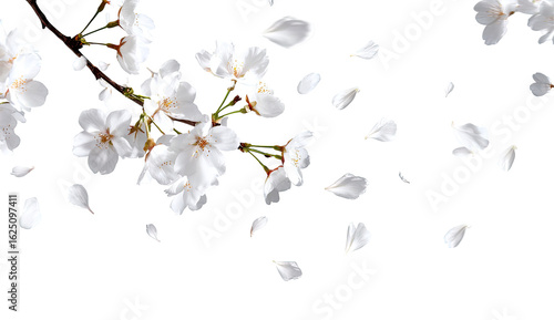 White cherry blossoms and falling petals against a black background.  Delicate blossoms on a branch with numerous, light white petals scattered around, creating a sense of movement and spring