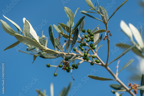 Olivenzzweig vor blauem Himmel mit Oliven