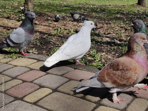 dove in the park. Wild bird