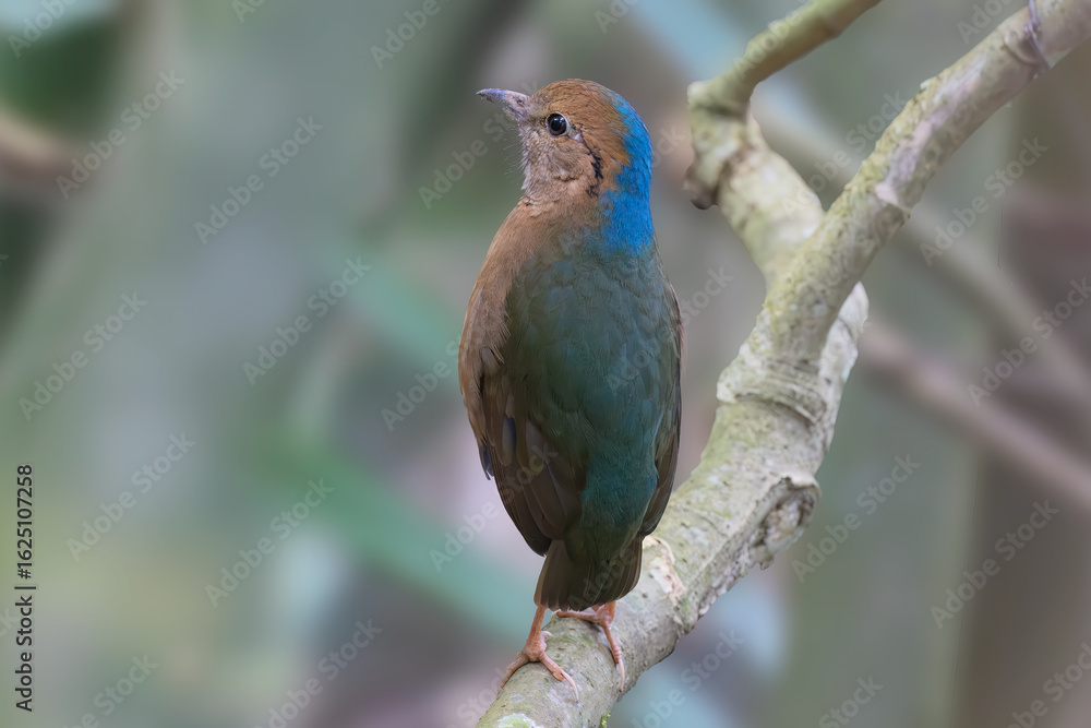 Obraz premium Blue-naped pitta (Hydrornis nipalensis) at Namdapha National Park, Arunachal Pradesh, India