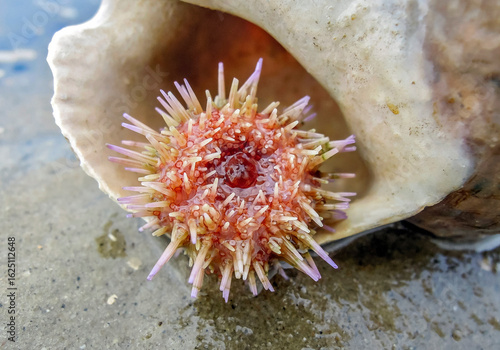 Kleiner Seeigel in einen Wellhornschneckengehäuse im Watt an der Nordsee