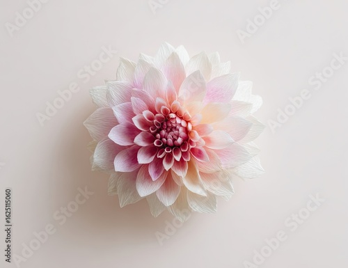 Delicate pink and white dahlia, centered on a pale blush background.  A close-up, overhead view showcases the flower's intricate layers of petals, blending soft pastel hues