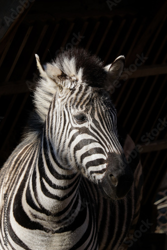 zebra close up in  zoo
