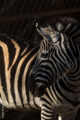 zebra close up in  zoo