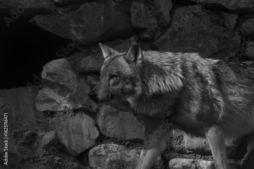 wolf in the zoo