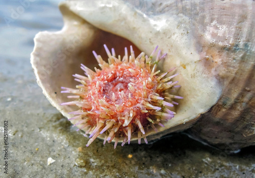 Kleiner Seeigel in einem Wellhornschneckengehäuse im Watt an der Nordsee