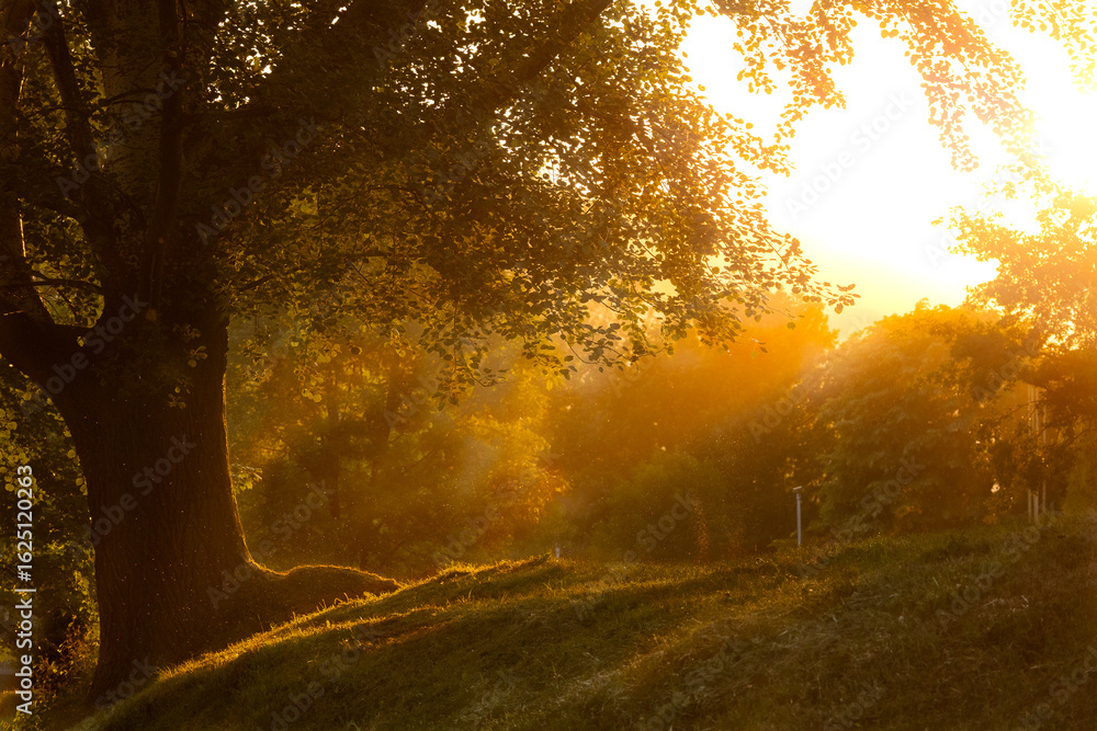 Obraz premium sunset in the woods