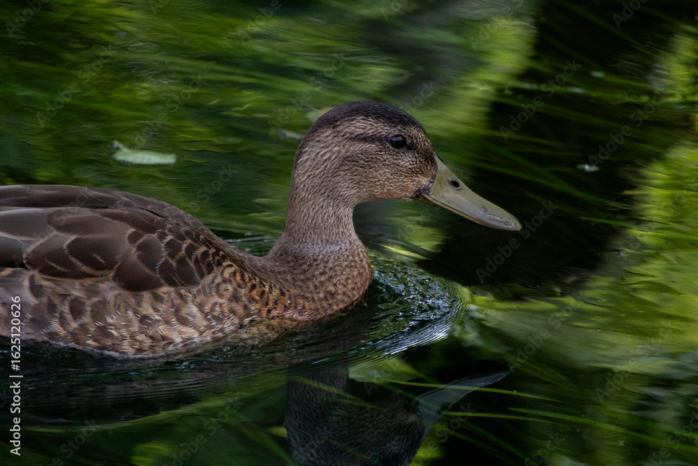 Fototapeta premium duck on the water