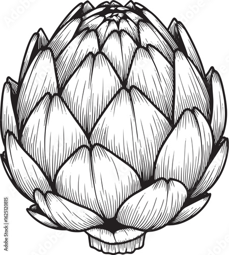 Vector art of artichoke vegetable drawing, isolated on white background