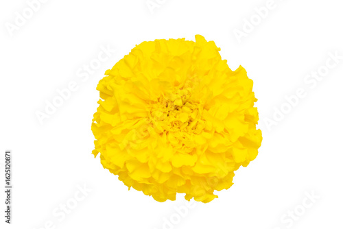 Wallpaper Mural Vibrant Yellow Marigold Bloom Isolated on Transparent Background for Floral Design Torontodigital.ca