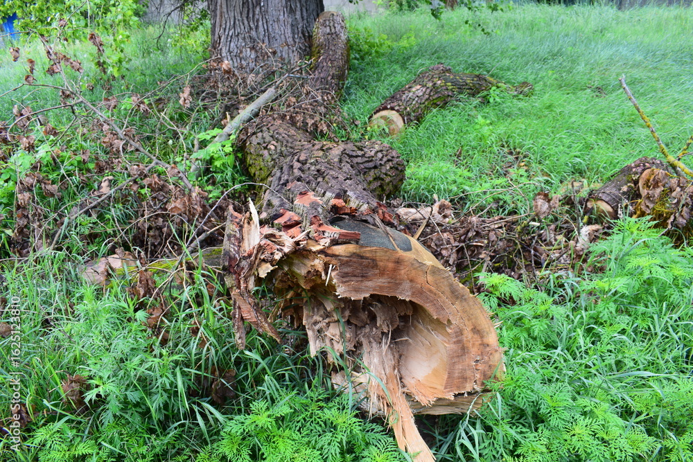 Fototapeta premium Close-up of a broken tree trunk lying on green grass after being cut or fallen. Visible damage, bark texture, and splintered wood convey natural decay and storm aftermath