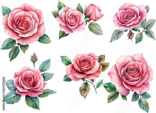 set of roses