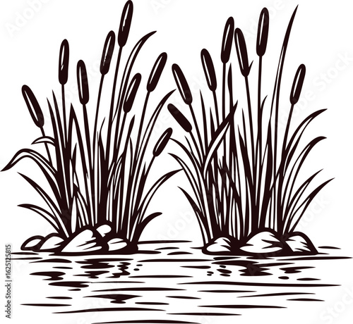 Hand drawn bulrushes and rocks beside pond water vintage wetland plant sketch illustration