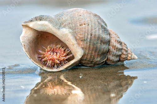 Kleiner Seeigel in einem Wellhornschneckengehäuse im Watt an der Nordsee